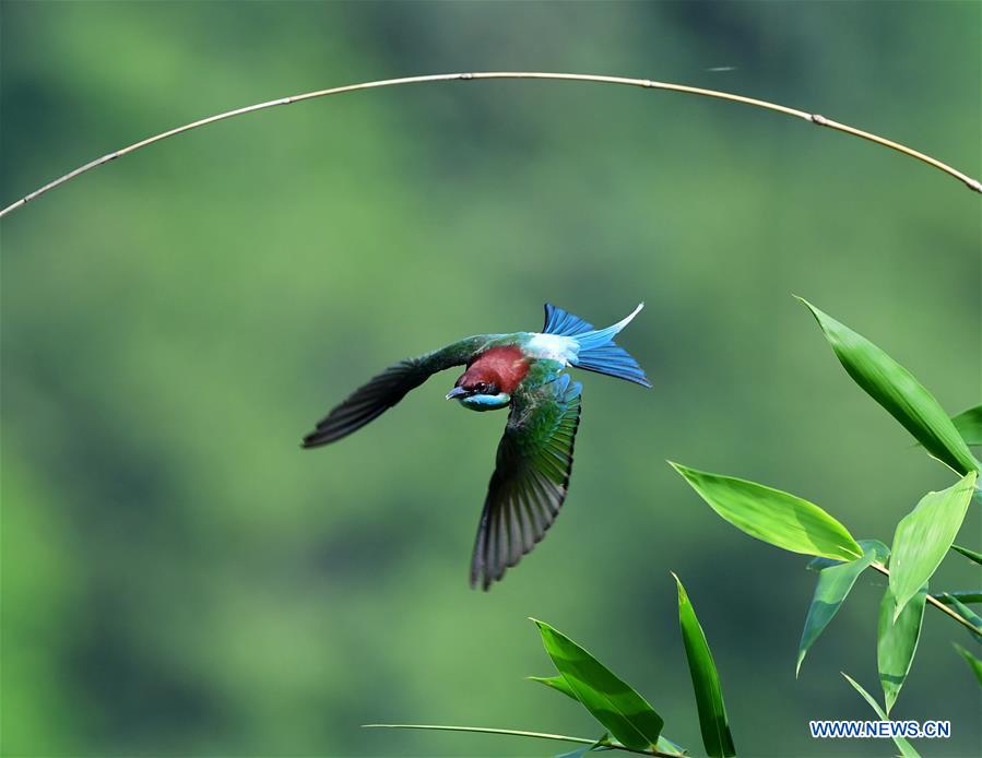 CHINA-FUJIAN-ENVIRONMENT-WILD BIRD (CN)