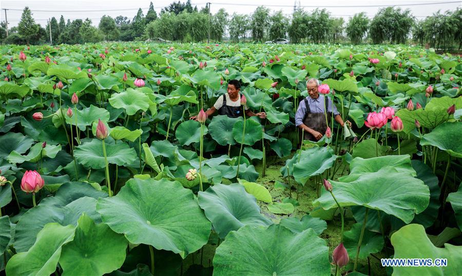 CHINA-ZHEJIANG-LOTUS-FLOWER INDUSTRY (CN)