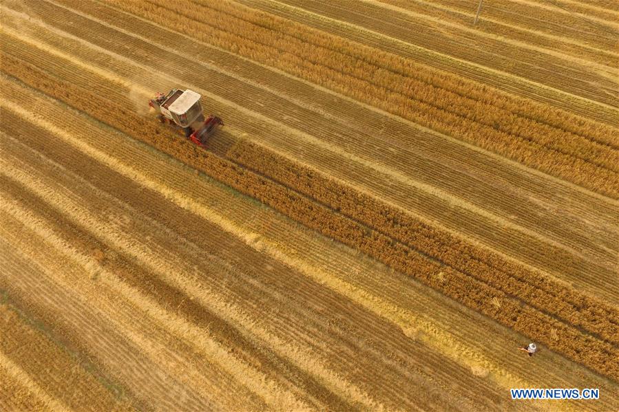 #CHINA-AGRICULTURE-WHEAT-HARVEST (CN)