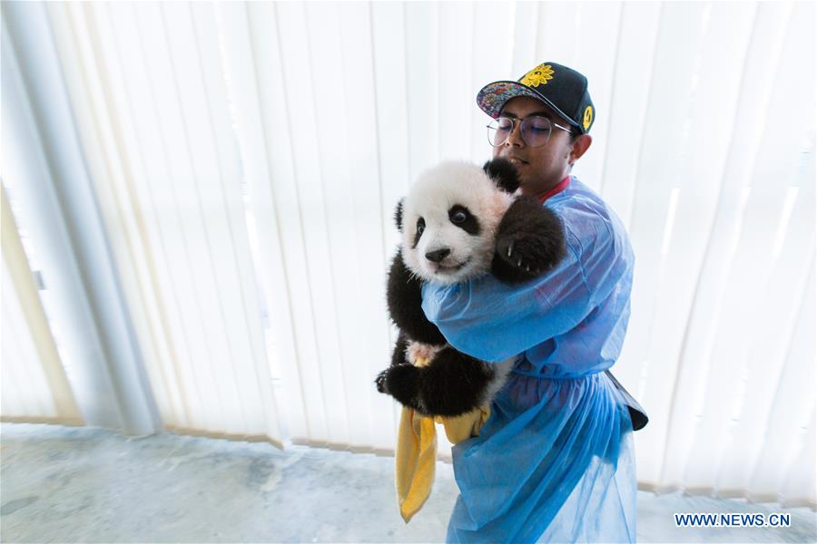 MALAYSIA-KUALA LUMPUR-PANDA-FEEDER