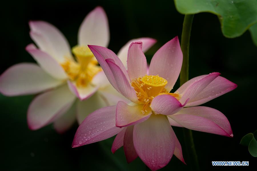 CHINA-MACAO-LOTUS (CN)