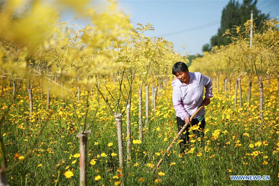 CHINA-HEBEI-NEIQIU-RURAL DEVELOPMENT(CN)