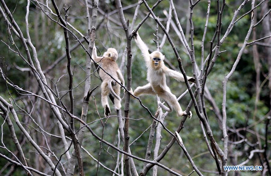 #CHINA-GANSU-GOLDEN MONKEY (CN*)