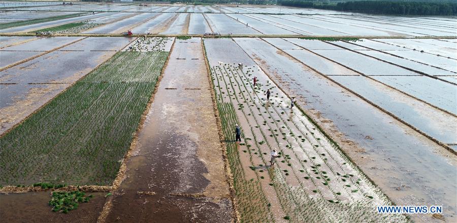 #CHINA-SHANDONG-LINYI-AGRICULTURE (CN)