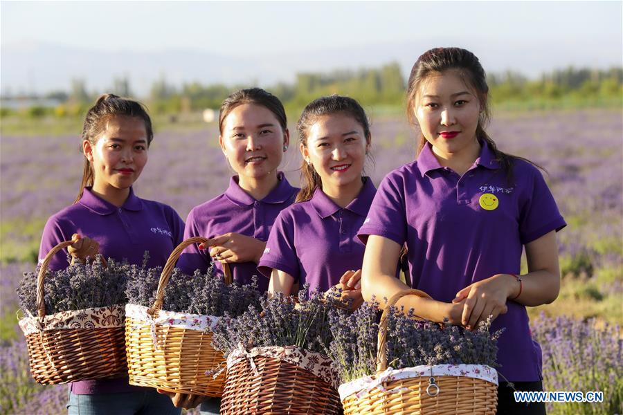 CHINA-XINJIANG-LAVENDER-HARVEST (CN) 