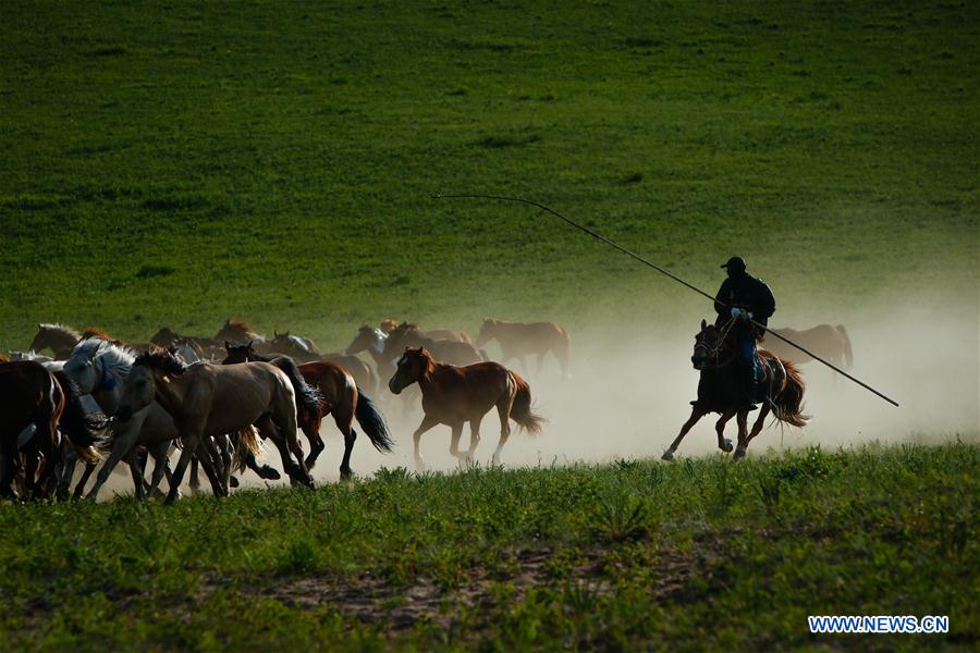 CHINA-INNER MONGOLIA-GRASSLAND-HORSES (CN)