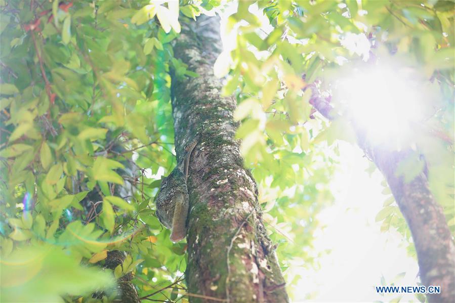 MALAYSIA-KUCHING-BAKO NATIONAL PARK