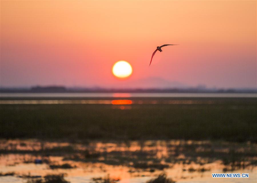 #CHINA-JIANGXI-POYANG LAKE-SCENERY (CN)