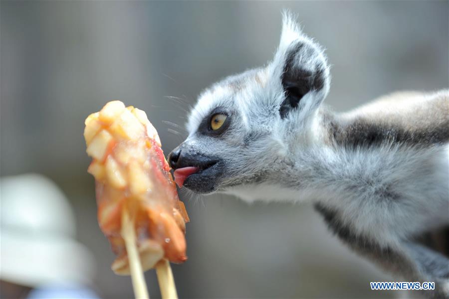 #CHINA-ZOO-ANIMALS-COOL OFF (CN)