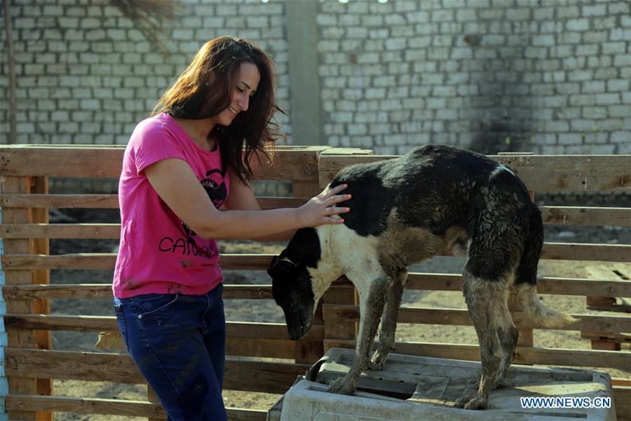 EGYPT-GIZA-DOG SHELTER