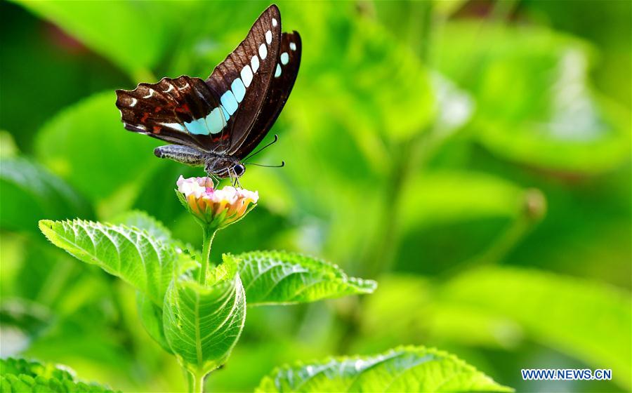 CHINA-FUJIAN-BUTTERFLY-LANTANA CAMARA (CN)