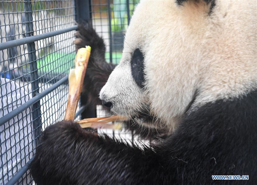 CHINA-CHANGCHUN-GIANT PANDAS-RETURN (CN)