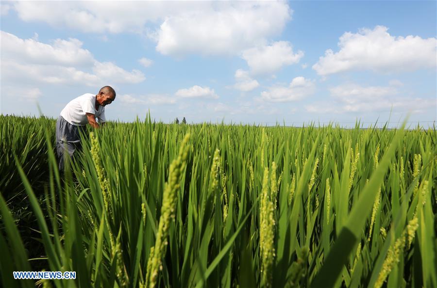 #CHINA-SHANDONG-AGRICULTURE (CN)