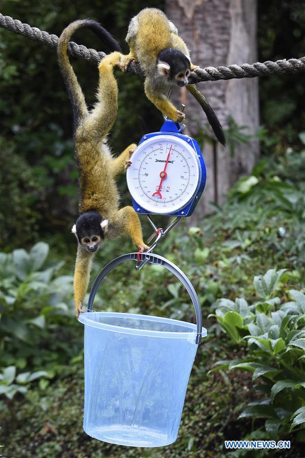 BRITAIN-LONDON-ZSL LONDON ZOO ANNUAL WEIGH-IN