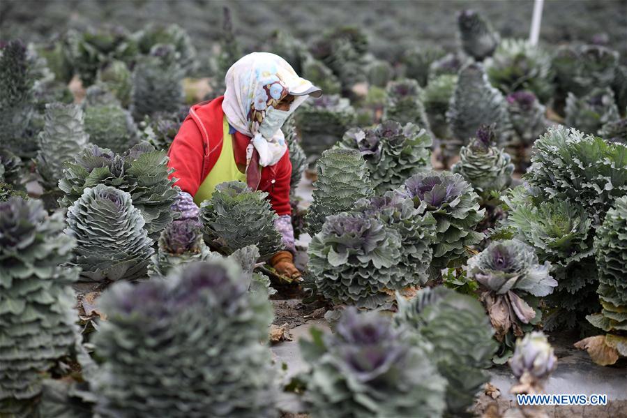 CHINA-NINGXIA-GUYUAN-VEGETABLE PLANTING (CN)