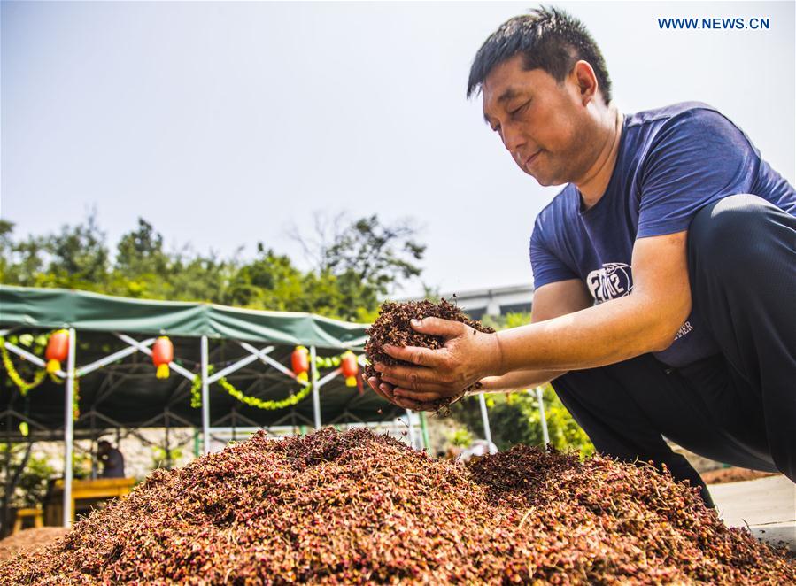 #CHINA-HEBEI-SICHUAN PEPPER-HARVEST (CN)