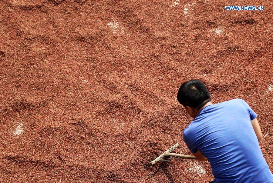 #CHINA-HEBEI-SICHUAN PEPPER-HARVEST (CN)