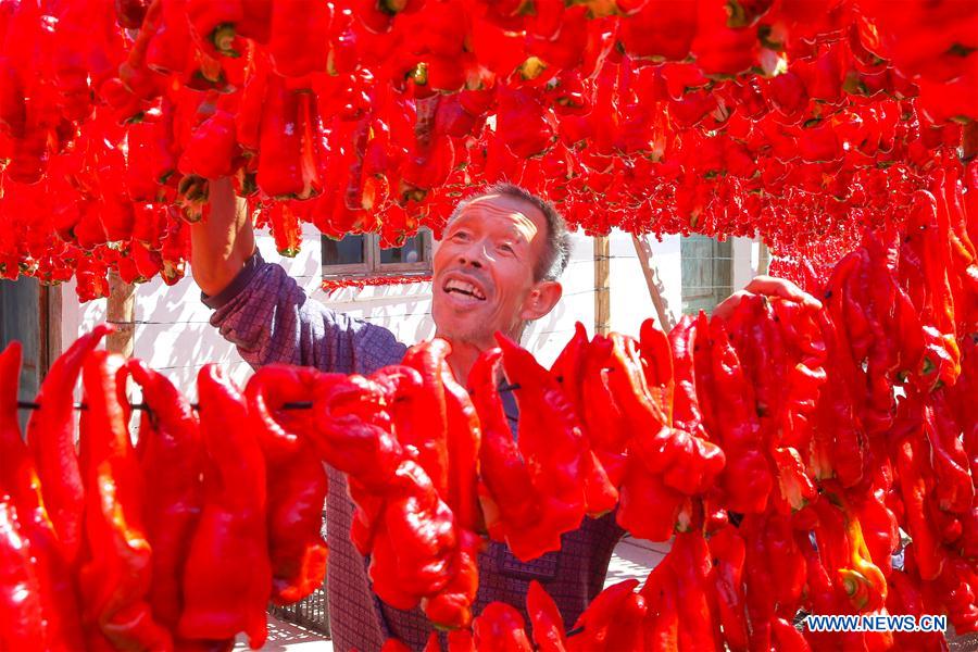 #CHINA-XINJIANG-BARKOL-CHILI HARVEST (CN)