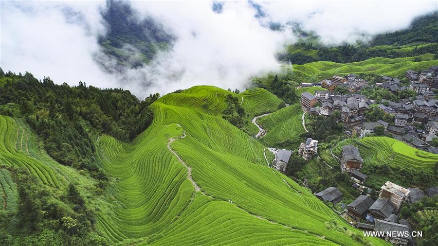 #CHINA-GUANGXI-TERRACED FIELDS-AUTUMN SCENERY (CN)