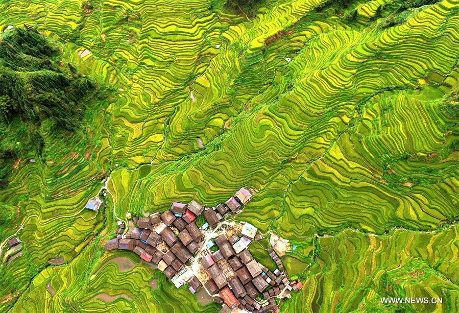 #CHINA-GUANGXI-TERRACED FIELDS-AUTUMN SCENERY (CN)