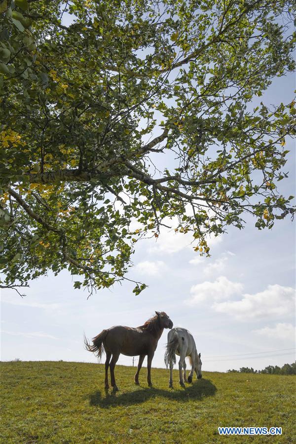 #CHINA-INNER MONGOLIA-GRASSLAND-AUTUMN SCENERY(CN)