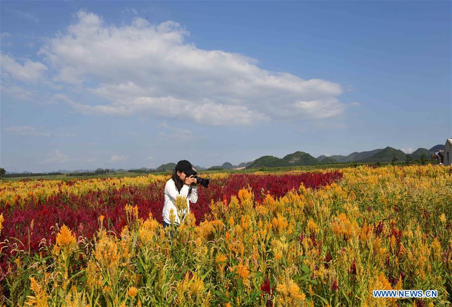 CHINA-YUNNAN-LUOPING-COLORFUL FLOWER FIELDS (CN)