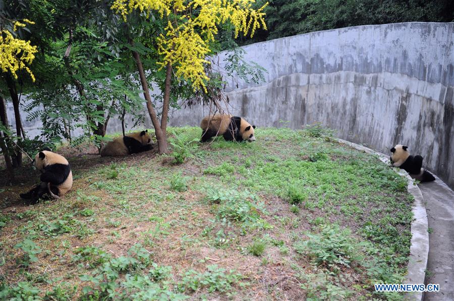 CHINA-SHAANXI-PANDA CUBS (CN)