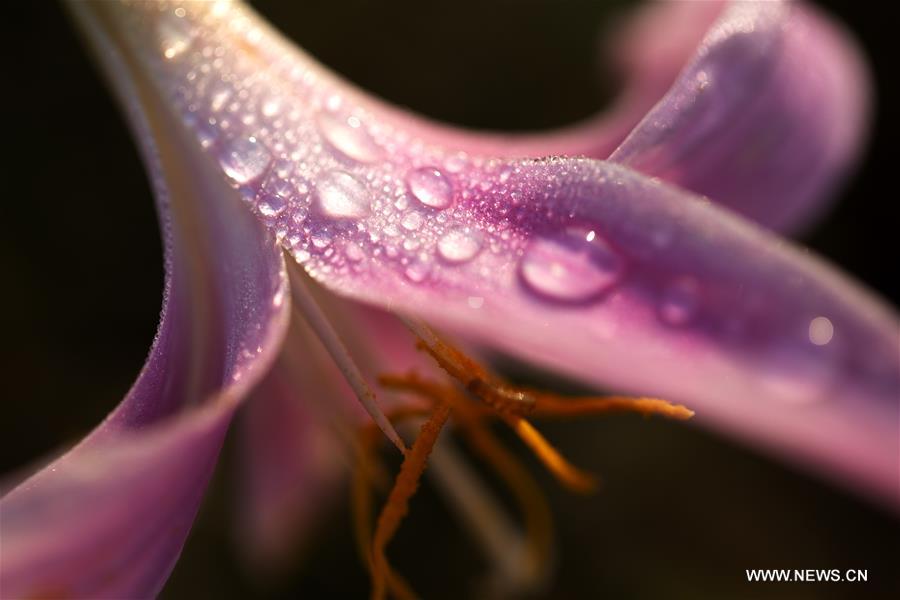 #CHINA-AUTUMN-DEWDROPS (CN)