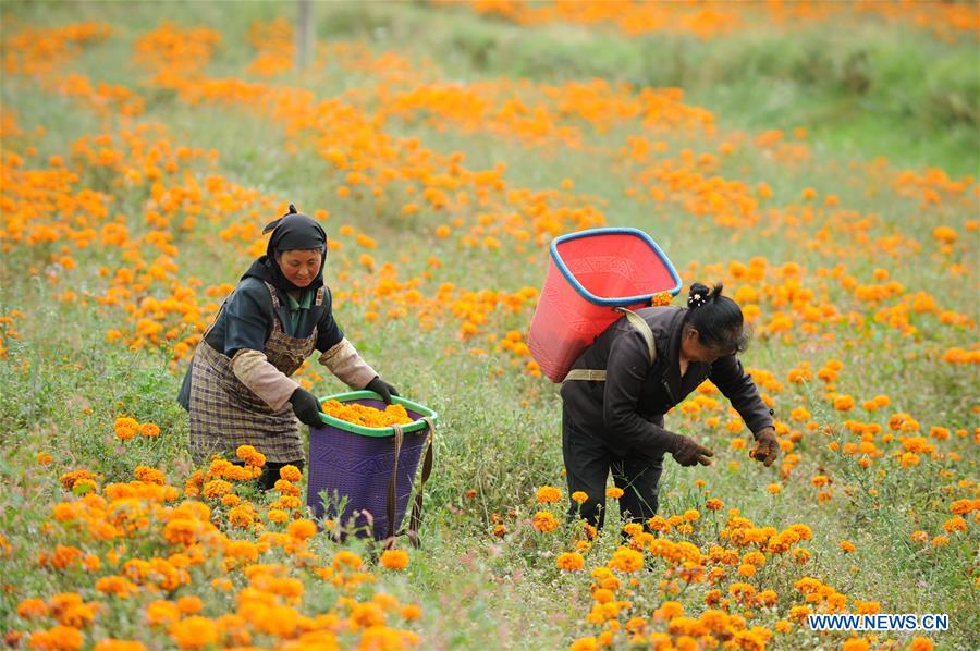 #CHINA-GUIZHOU-MARIGOLD-HARVEST (CN)