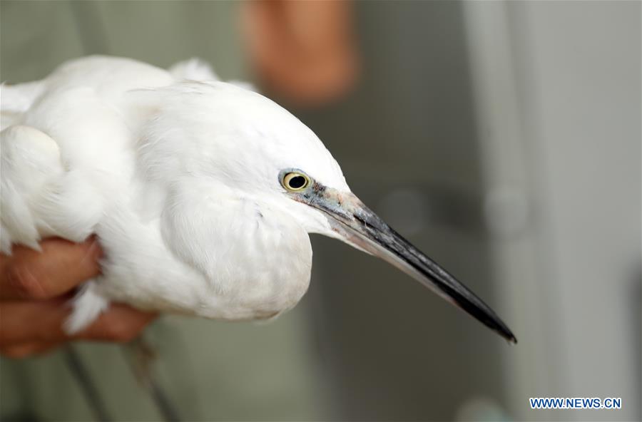 CHINA-HEBEI-SHIJIAZHUANG-INJURED EGRET-RESCUE (CN)