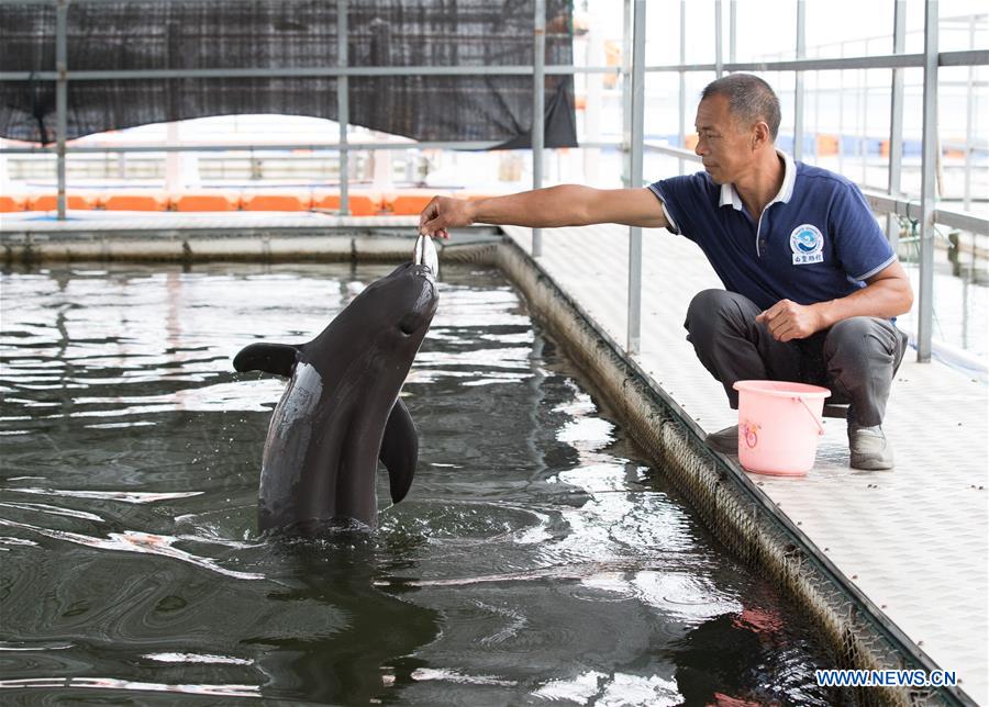 CHINA-YANGTZE RIVER-FINLESS PORPOISE-PROTECTION (CN)