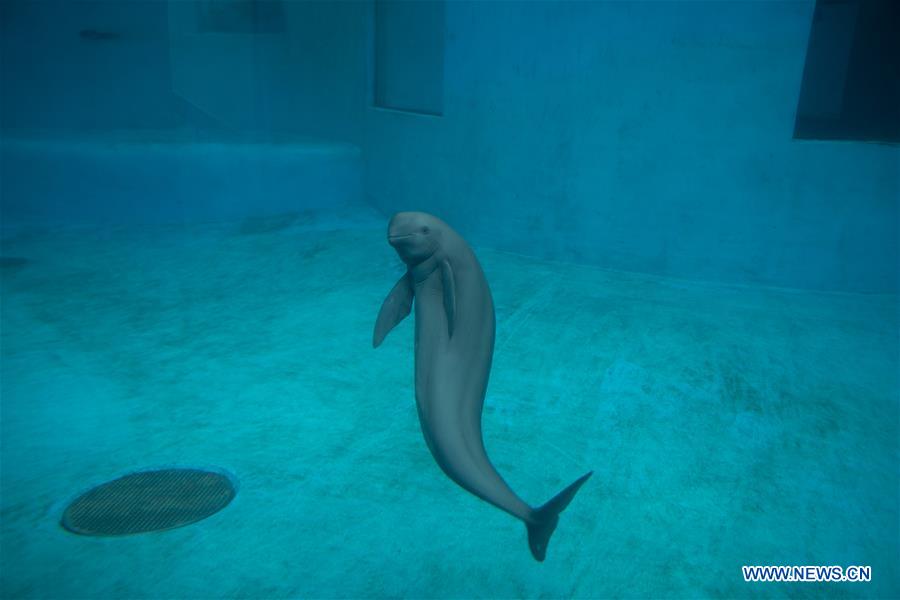 CHINA-YANGTZE RIVER-FINLESS PORPOISE-PROTECTION (CN)