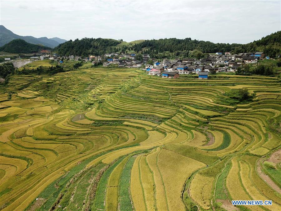 #CHINA-TERRACED FIELDS-AUTUMN SCENERY(CN)