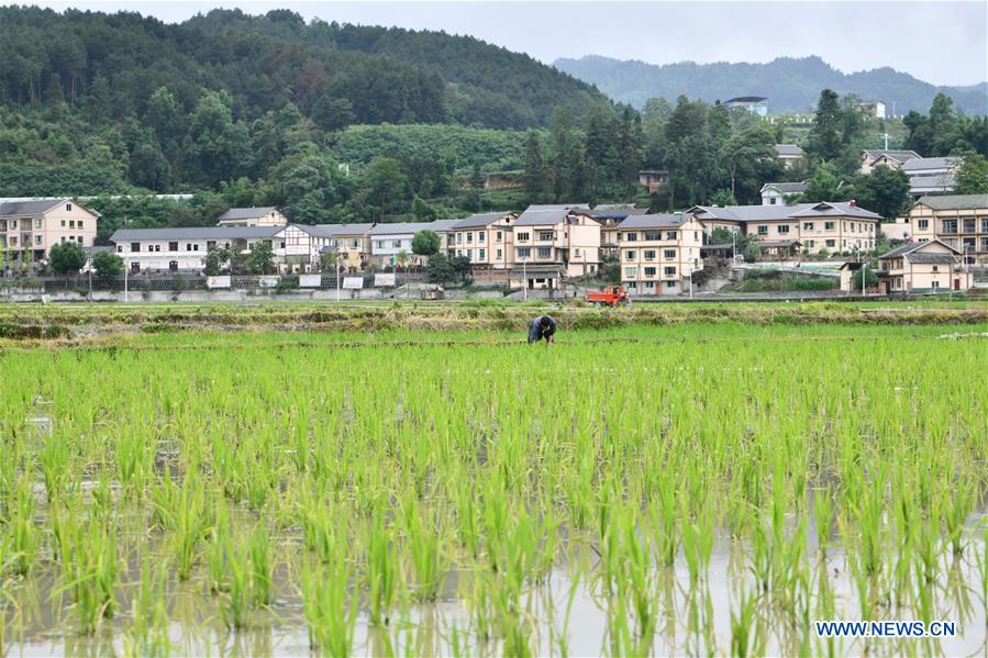 #CHINA-GUIZHOU-ZUNYI-RICE (CN)