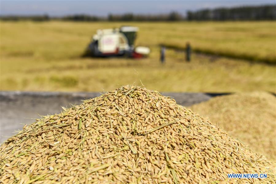 CHINA-XINJIANG-RICE-HARVEST (CN)