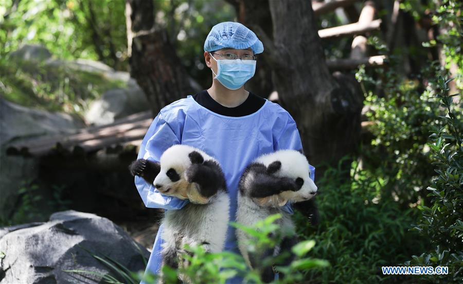 CHINA-CHENGDU-GIANT PANDA-CUBS (CN)