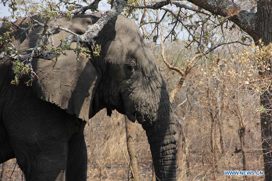 RWANDA-ELEPHANT-MUTWARE-FILE