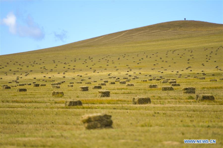 CHINA-INNER MONGOLIA-GRASS-HARVEST (CN)