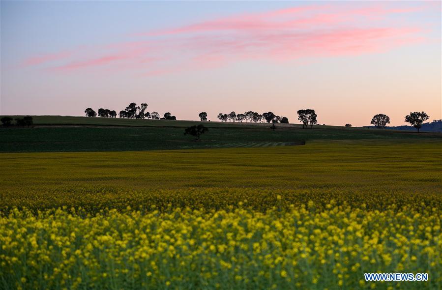 AUSTRALIA-NEW SOUTH WALES-FLOWERS