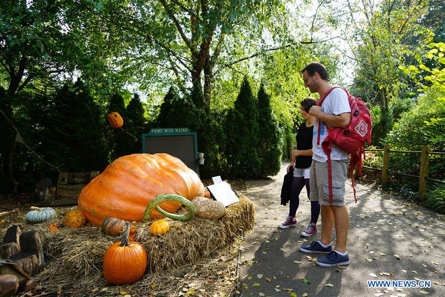 U.S.-NEW YORK-PUMPKIN GARDEN