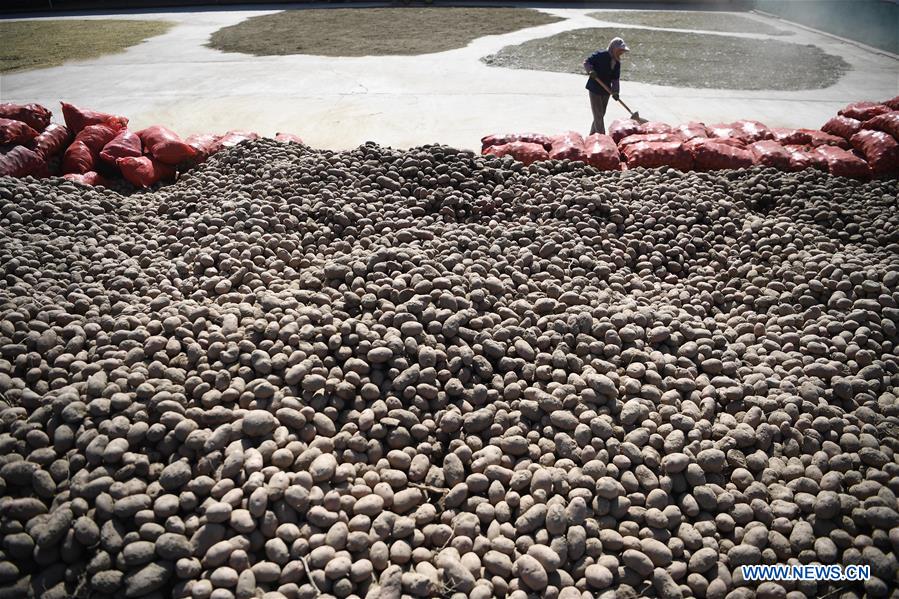 CHINA-NINGXIA-POTATO-HARVEST (CN)