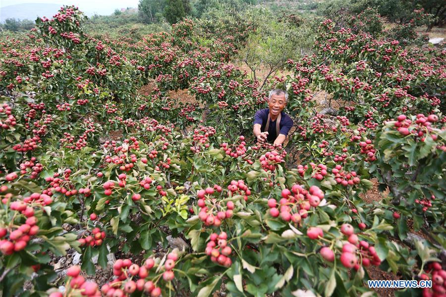 #CHINA-AUTUMN-FARMWORK (CN)