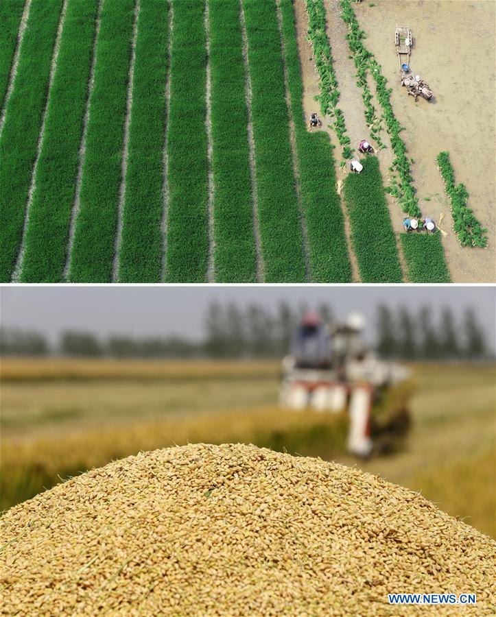 CHINA-SHANDONG-RICE-HARVEST (CN)