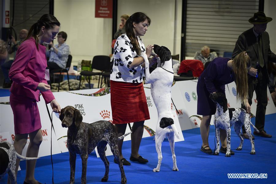 POLAND-NADARZYN-EURO DOG SHOW