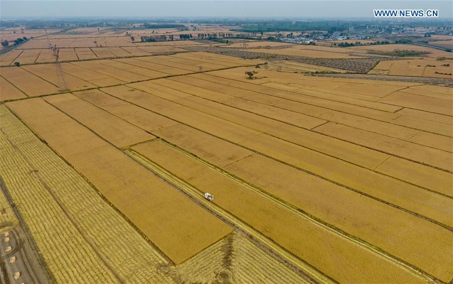 CHINA-HEBEI-SHIJIAZHUANG-RICE HARVEST (CN)