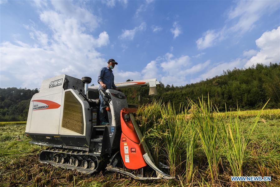 CHINA-HANGZHOU-RICE-HARVEST (CN)