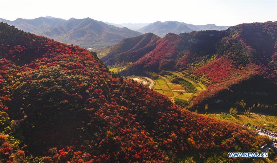 #CHINA-AUTUMN SCENERY (CN)