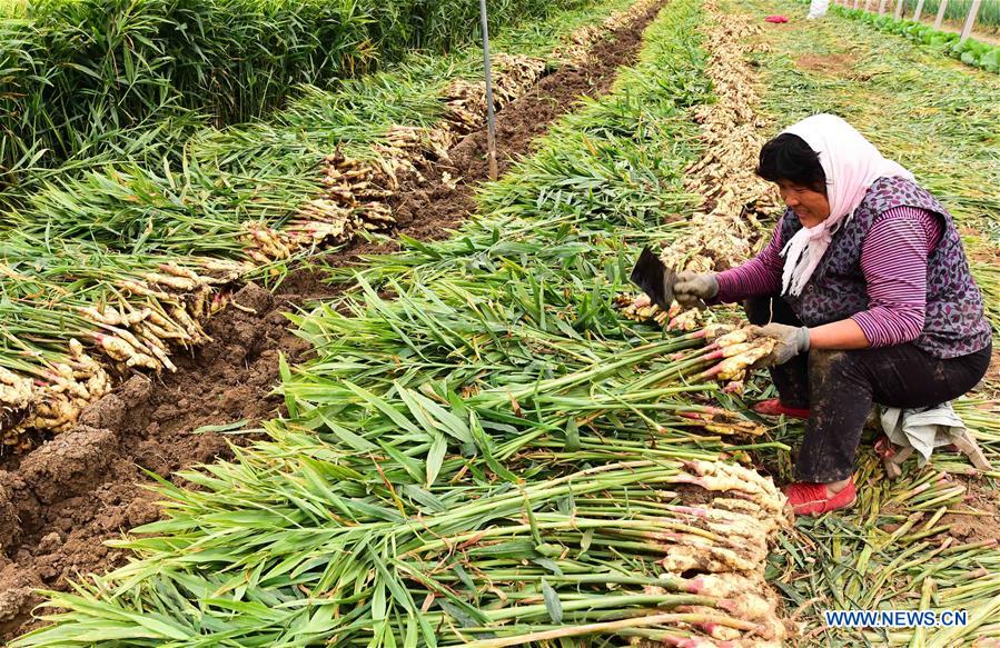 #CHINA-AUTUMN-HARVEST (CN)