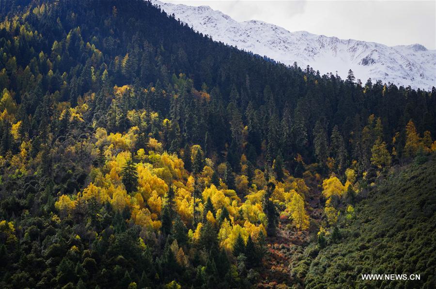 CHINA-TIBET-AUTUMN-SCENERY (CN)