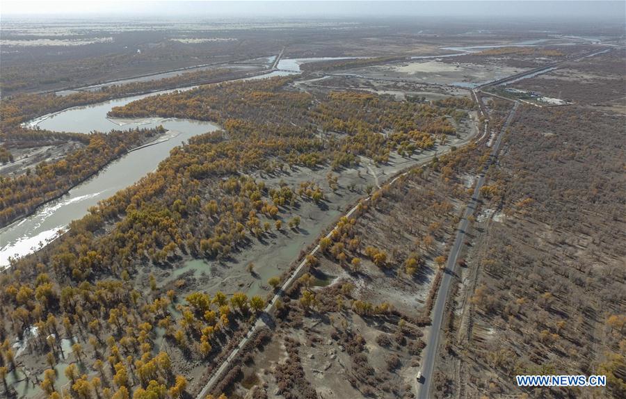 CHINA-XINJIANG-TARIM RIVER-DESERT POPLAR (CN)